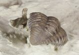 Encrinurus Jini Trilobite - Very Rare #51073-4